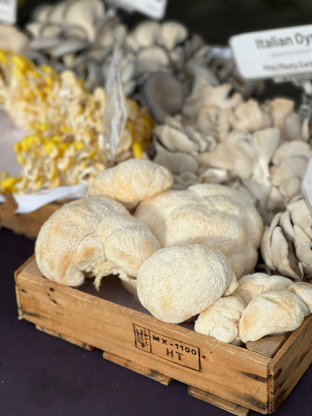 A Forager's Treasure